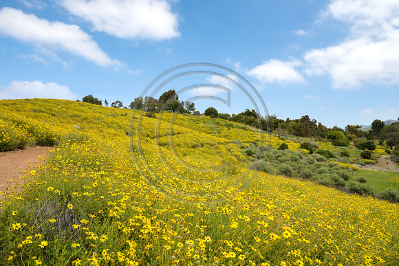 California Sunflowers, T.O. Botanical Garden