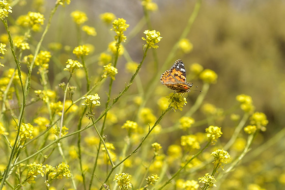 Painted Lady butterfly from the swarms of 2019
