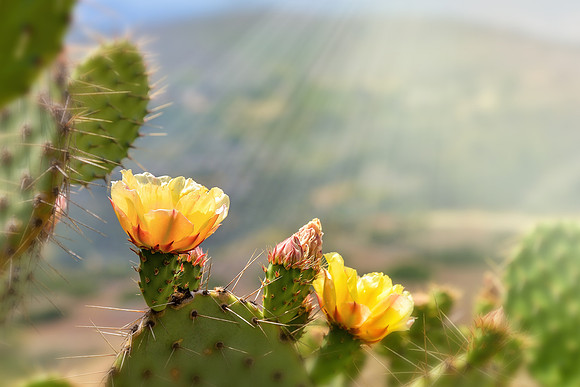 Cactus bloom at Wildwood
