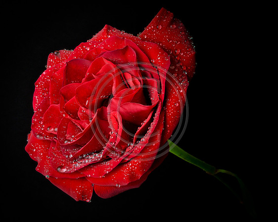 Night Rose