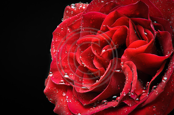 Night Dew